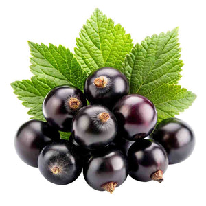 Black Currant