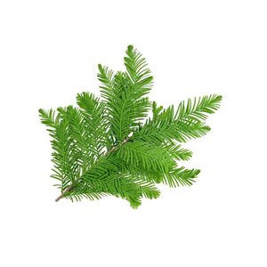 Cedar