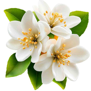 Jasmine