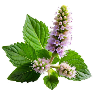 Patchouli