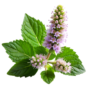 Patchouli